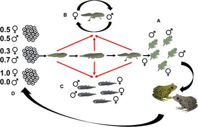 Sex-Biased Mortality and Sex Reversal Shape Wild Frog Sex Ratios